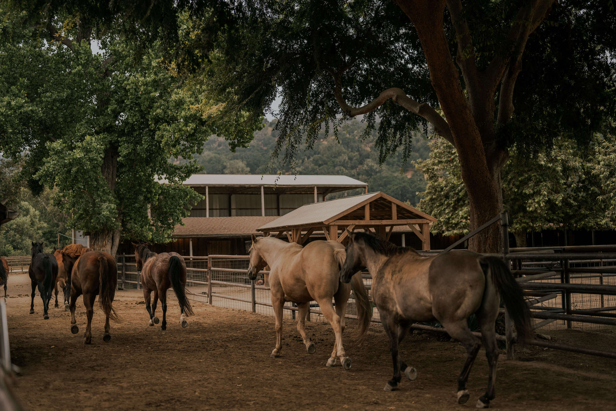 horse walking along the dirt path
