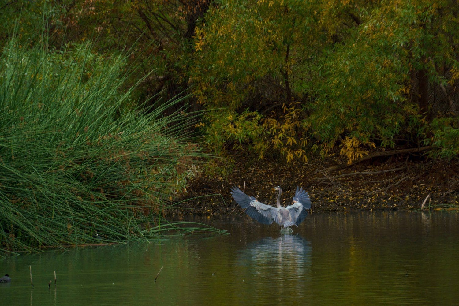 heron in the water