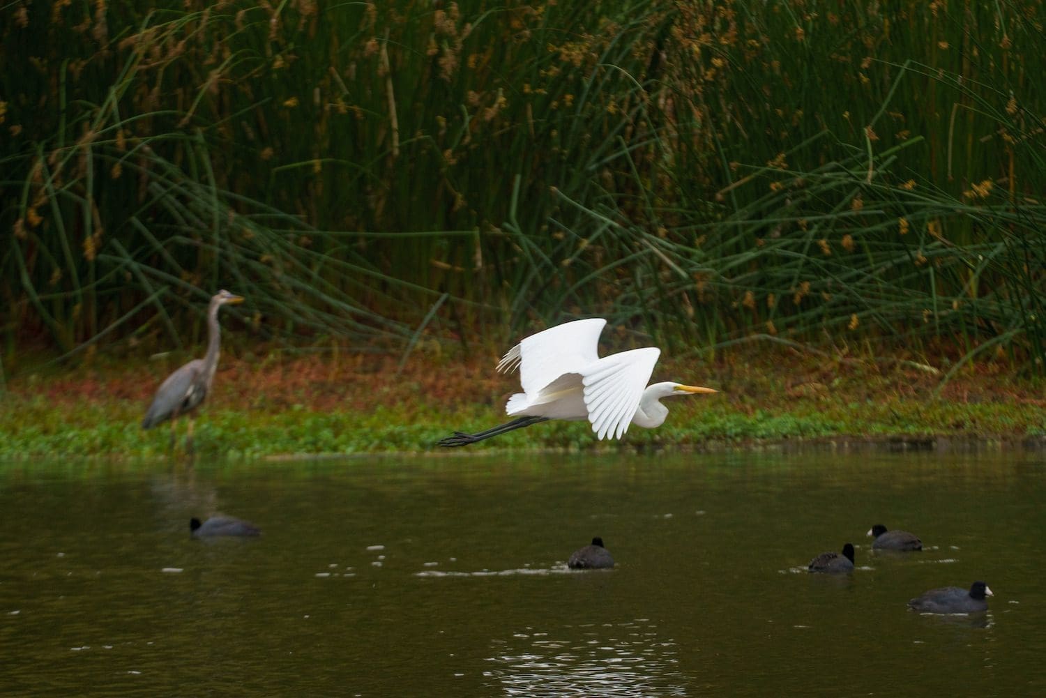 herons along the river