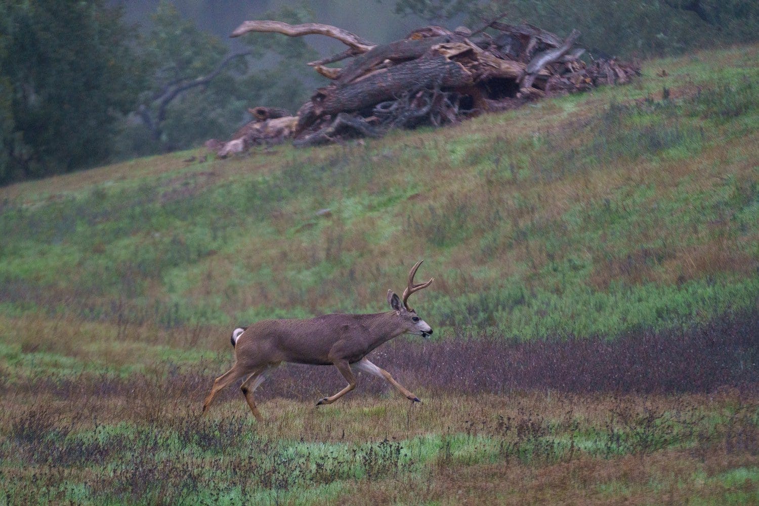 deer running on the meadow