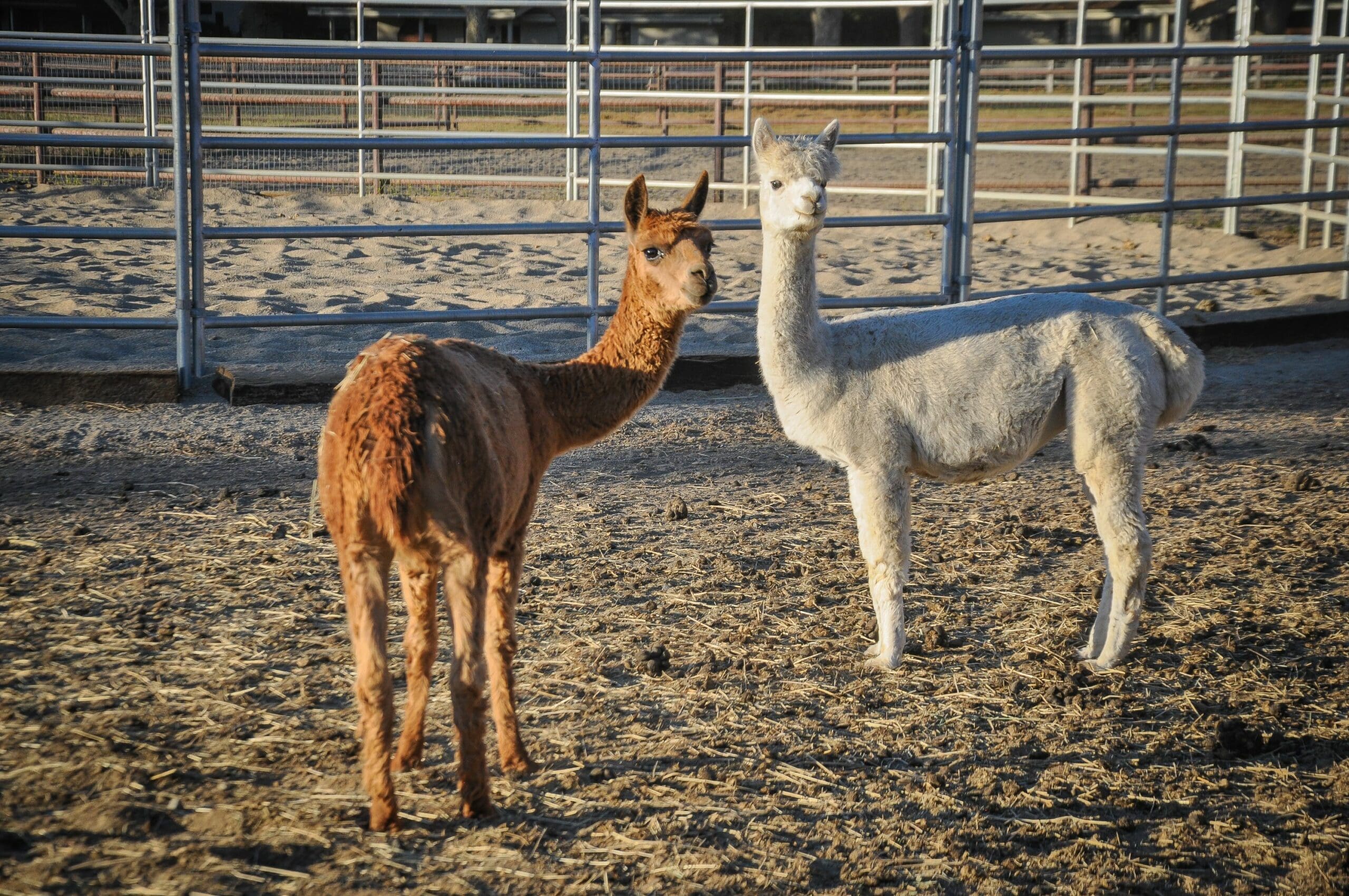 llamas in a petting zoo
