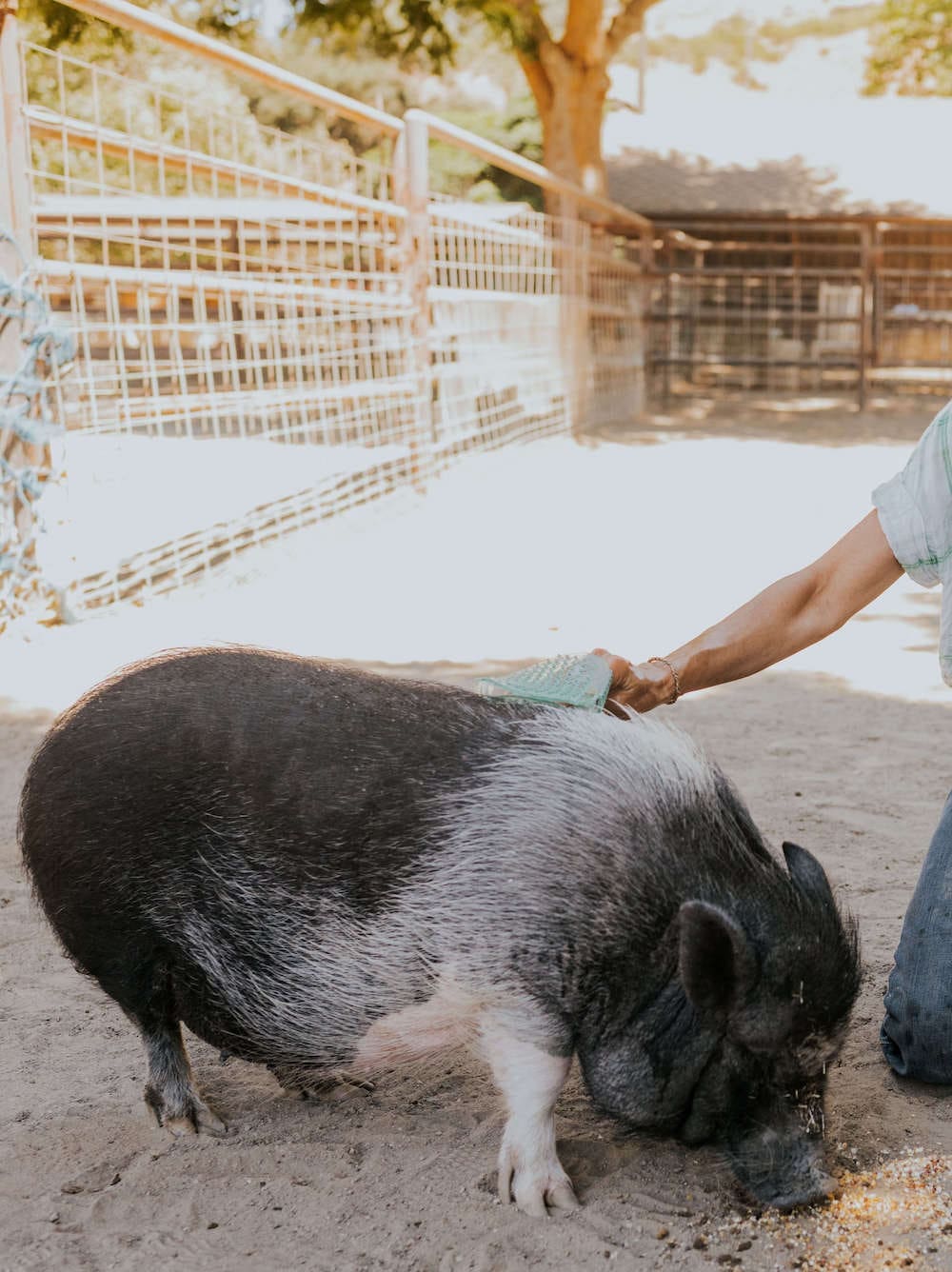 person brushing a hog