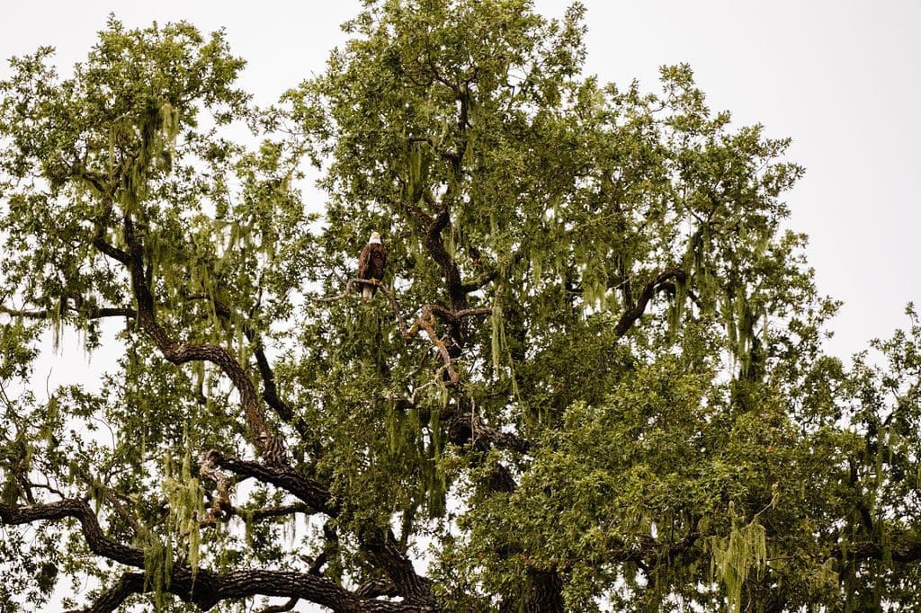 eagle in a tree