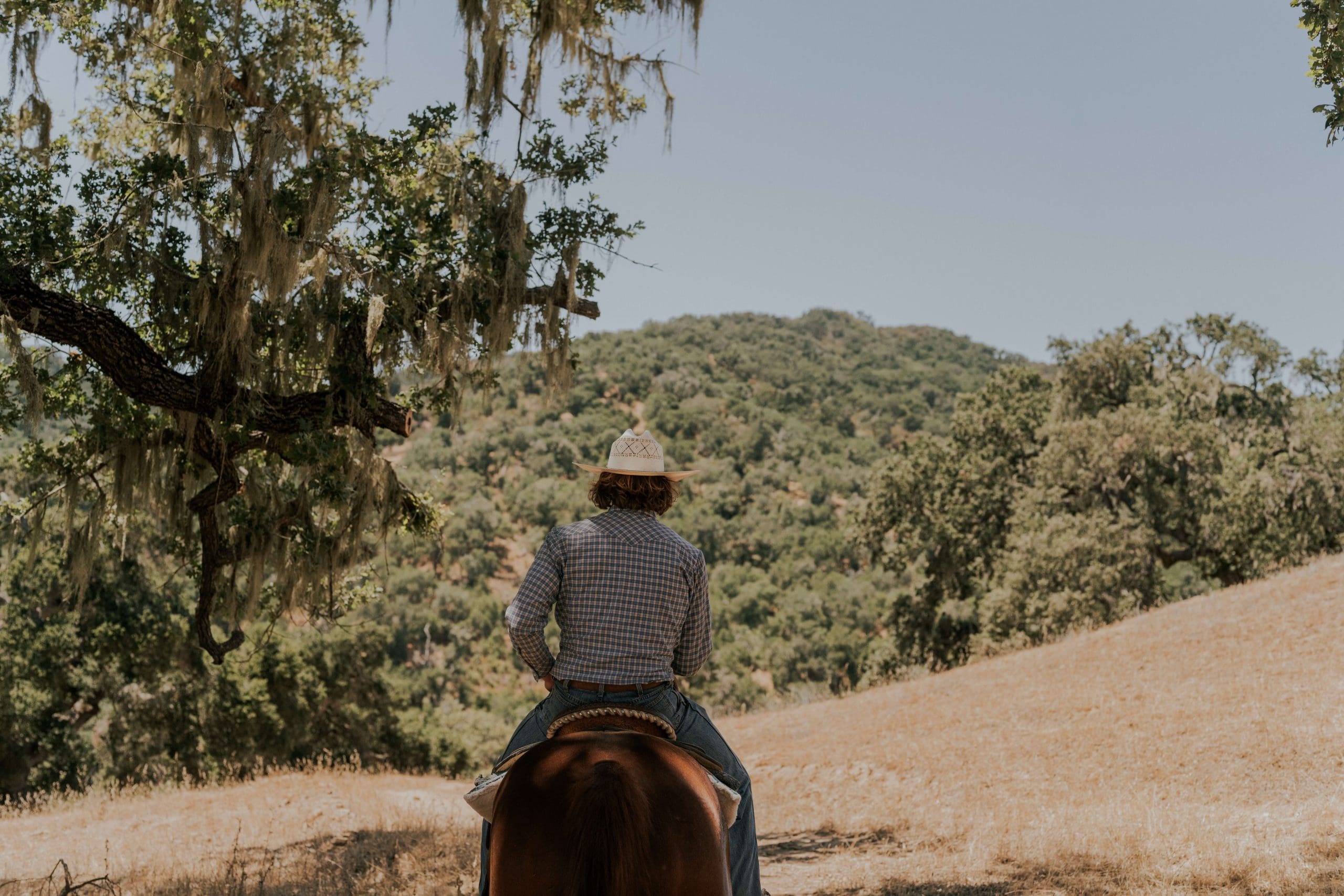 person riding a horse