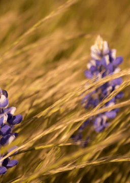 weeds and purple flowers