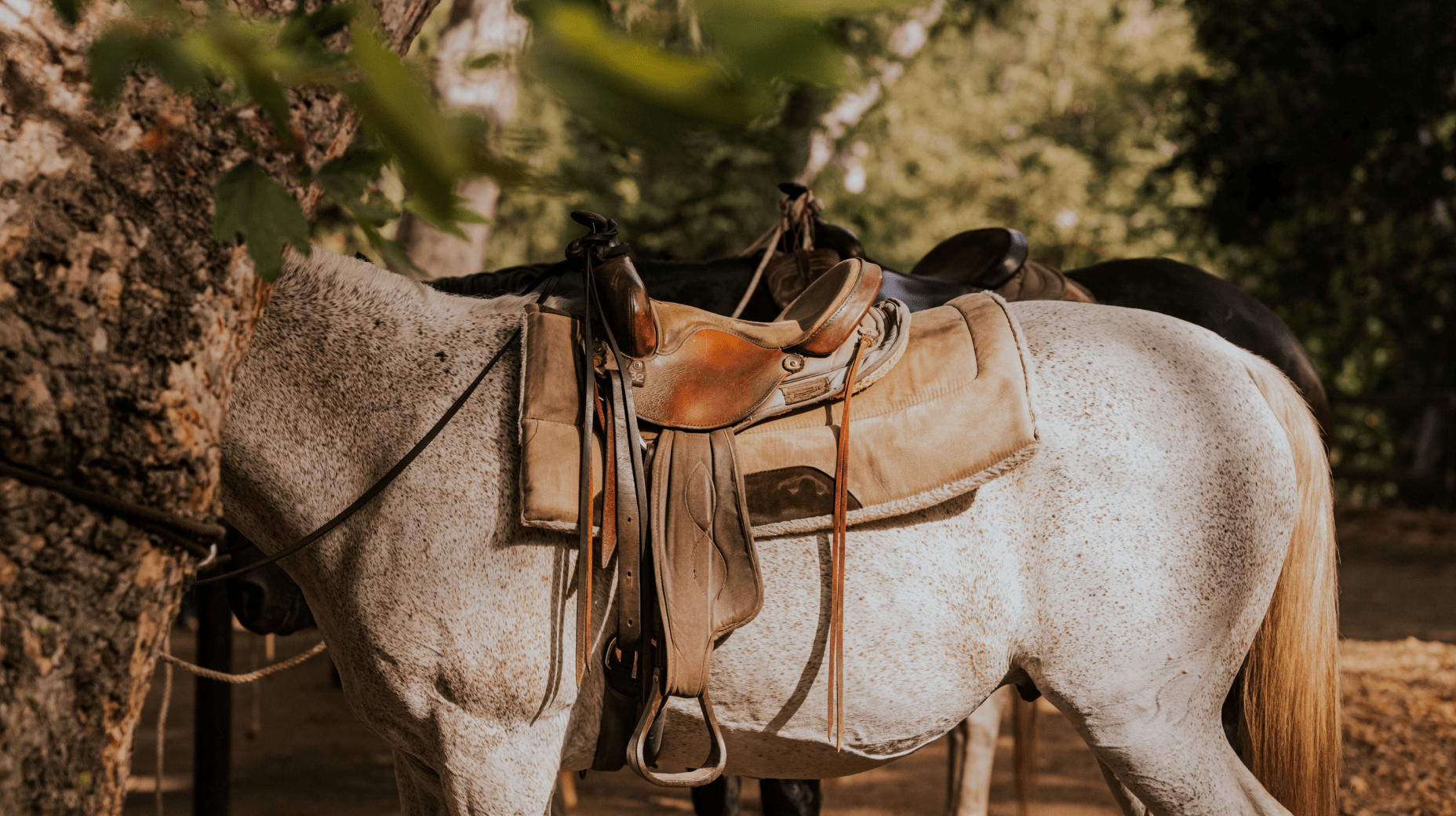 view of horses beside each other