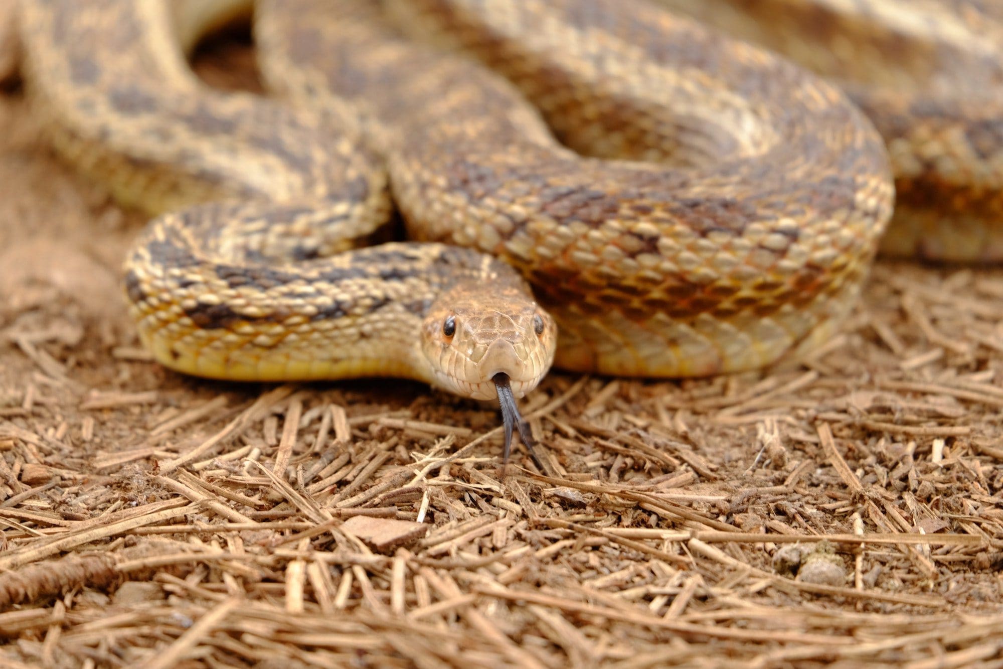 snake with it's tongue out