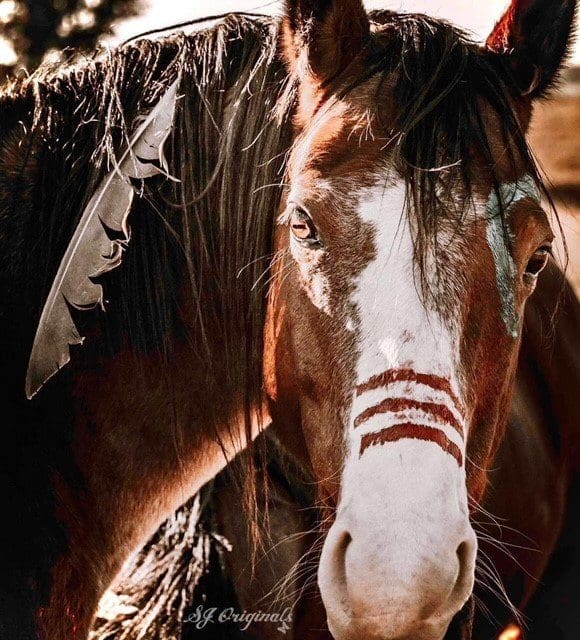 head shot of a horse