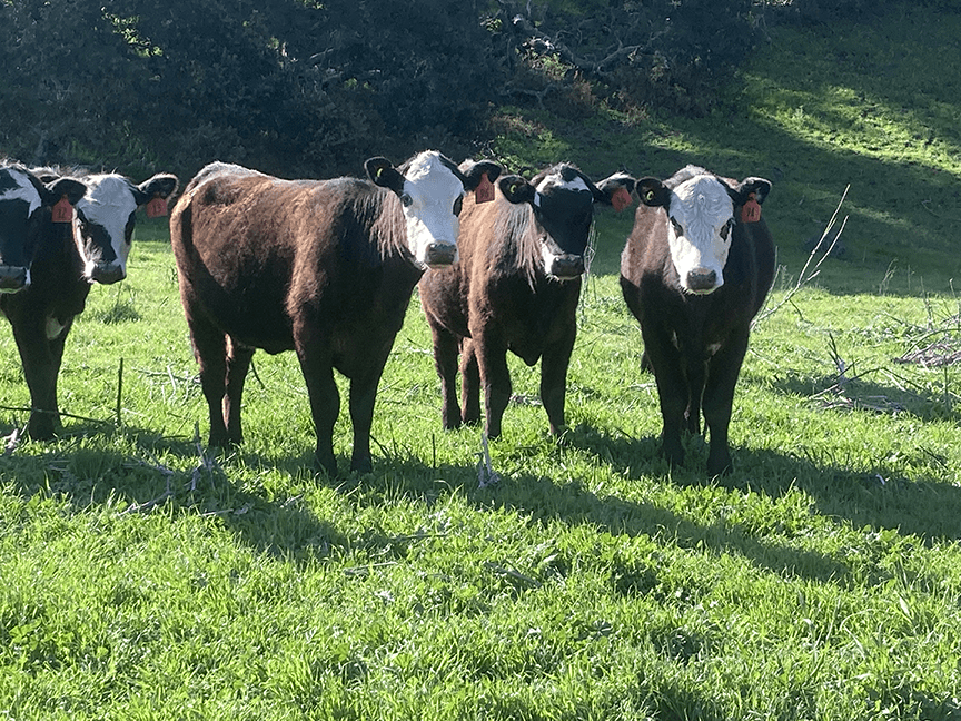 Steer posing for the camera on Alisal Ranch E-Bike Tour