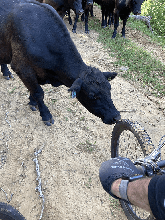 Cow Checking Out Bike Tire